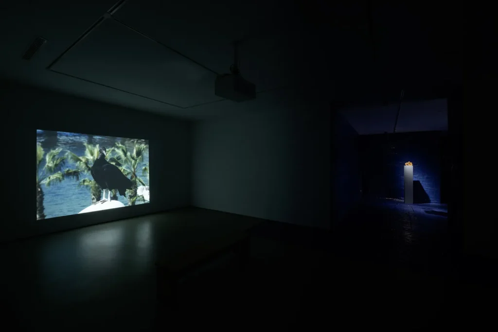 Serie: "Cathartes" de Daniel Jacoby - MAISTERRA.