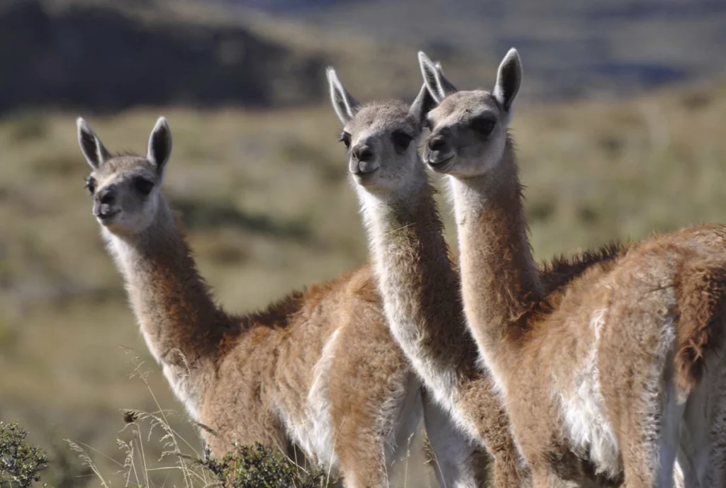 Tres guanacos observan el paisaje en una llanura de la Patagonia.