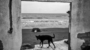 A dog walks along the seashore among the ruins of a house damaged by coastal erosion in Las Barrancas, Veracruz.