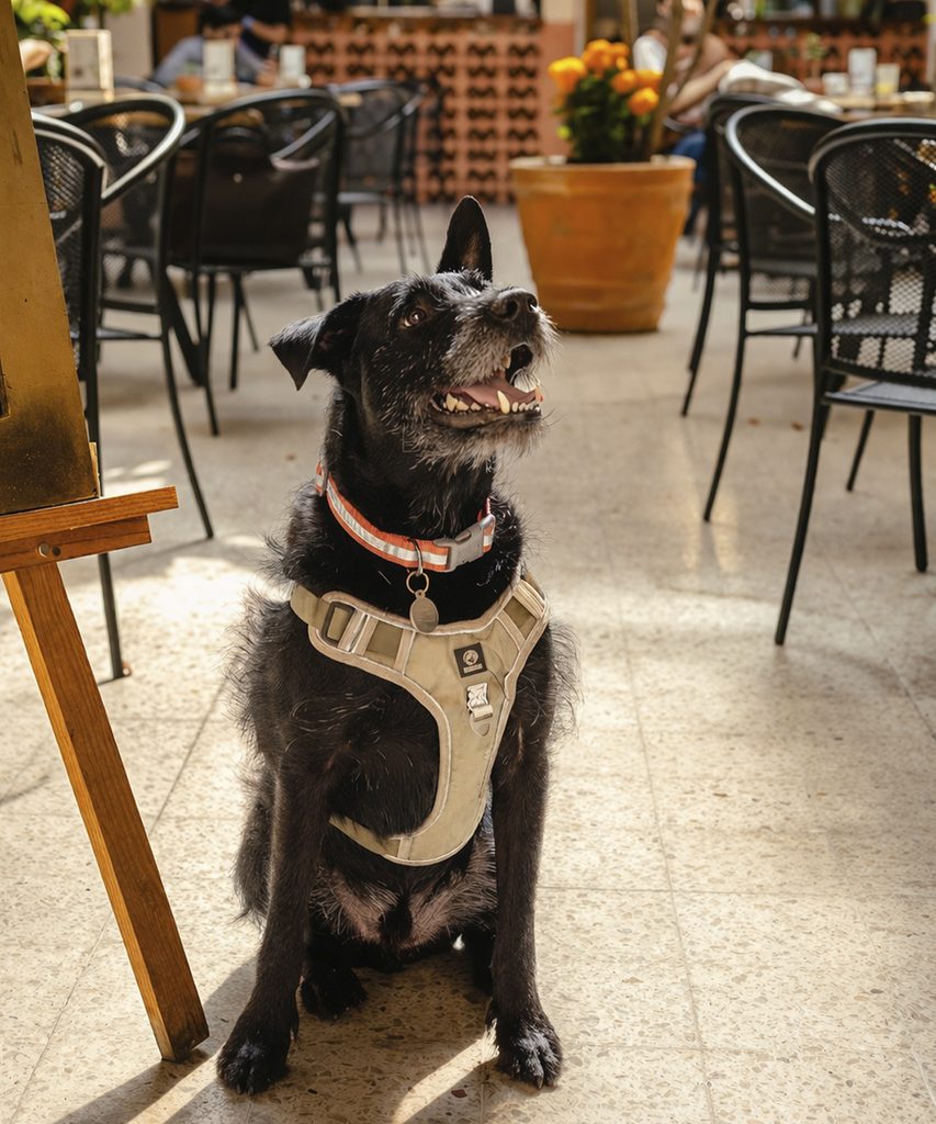 Perro sentado en el área de mesas de Mixe Cocina Evolutiva en Querétaro.